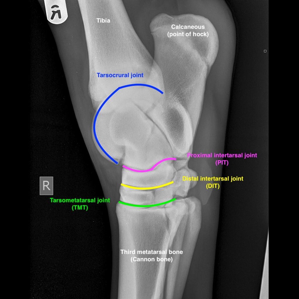 Understanding the Equine Hock